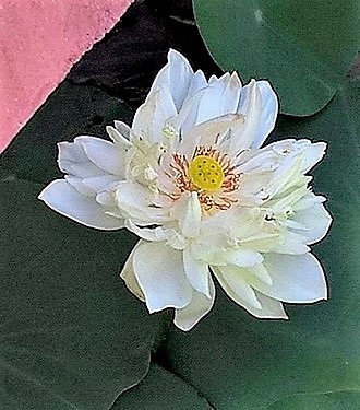 loto bianco