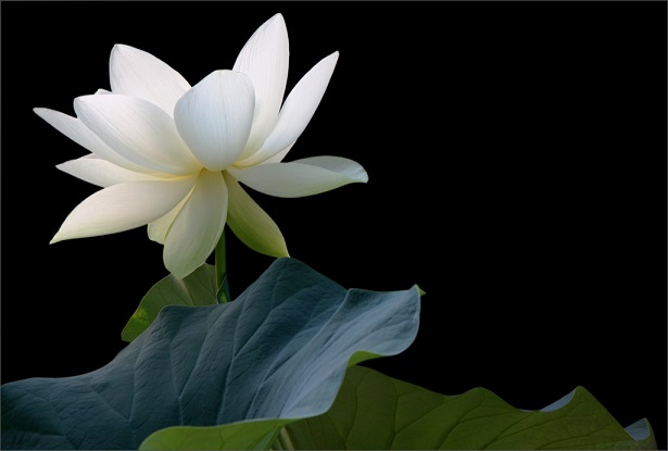 Loto bianco 2016