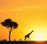 Africa