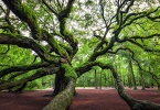 In armonia con la Natura INDICE