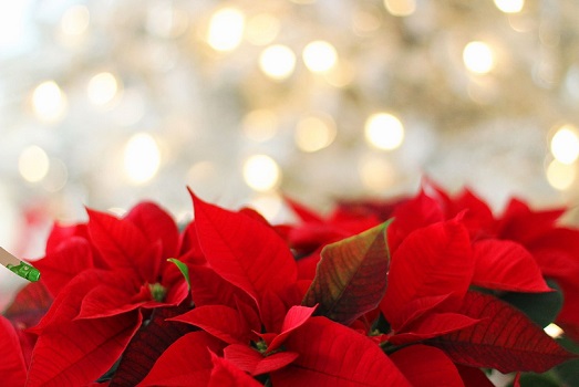 Natale di fratellanza