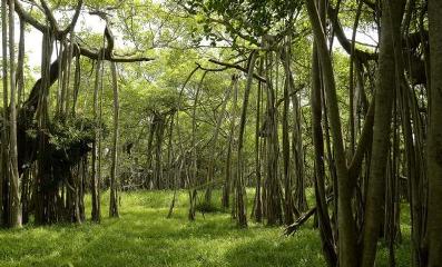 banyan1