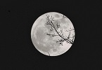 nuova traduzione Chiaro di luna INDICE