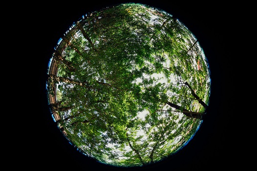 Decalogo della biosfera
