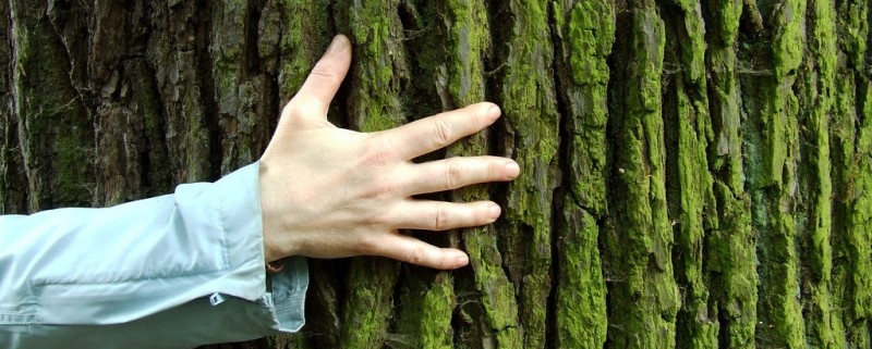 Ecologia affettiva ed Ecopsicologia
