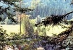 Il Paradiso Terrestre di Dante INDICE