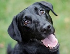 il cane - indice
