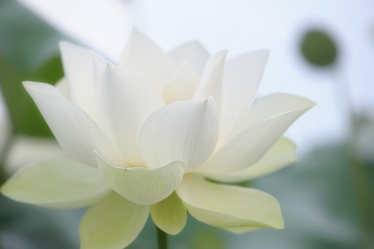Età del Risveglio e il Loto Bianco