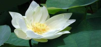 Loto Bianco