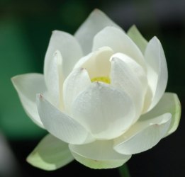 Loto Bianco 2017