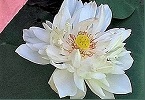 loto bianco indice