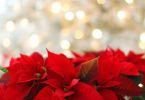 Natale di fratellanza INDICE