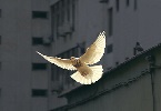 Riflessione sulla Pace INDICE