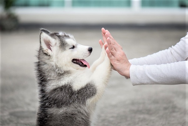 Preghiera degli animali all’uomo