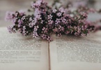 POESIA INDICE