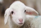 Per una Pasqua con cibo vegetariano INDICE